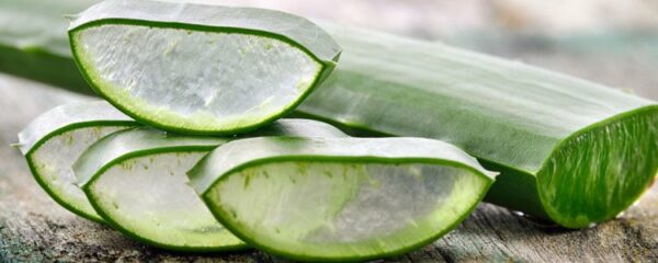 Aloe Vera